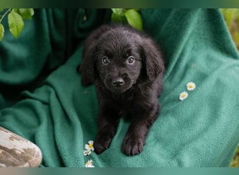 Welpe Chip Nr. 254222 - kuscheln, lernen, spielen... wer schenkt mir ein liebevolles Zuhause?