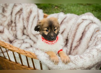 Welpe Chip-Nr. 273987 - welche liebe Familie hat ein kuscheliges Plätzchen für mich?