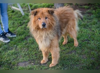 Chip-Nr. 259433  - der hübsche, menschenbezogene Rüde sucht ein liebevolles Zuhause!