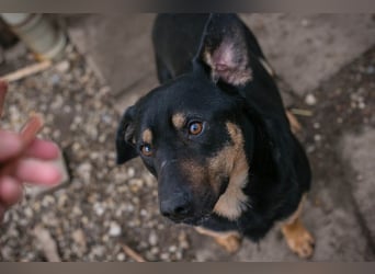 MARLEY - der Rüde ist noch schüchtern und vorsichtig