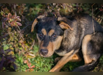 Chip Nr. 271436 - ich möchte so gerne ein Teil deiner Familie sein!