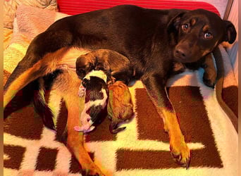 Welpe JAGO - ich träume von einem liebevollen Zuhause...