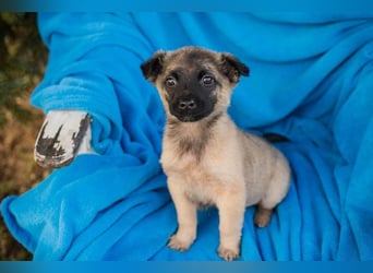 Welpe BARNABY - der kleine Mann freut sich auf tolle Abenteuer mit seiner Familie!