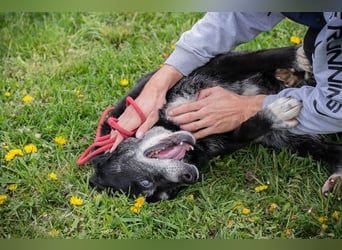 ROLFI - der liebe und zugängliche ältere Rüde sucht ein tolles Zuhause
