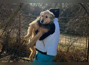 HERMANN - der zurückhaltende, ältere Strubbel ist auf der Suche nach Liebe und Geborgenheit