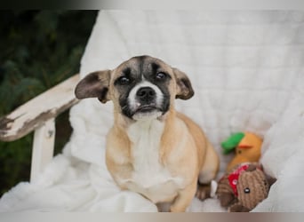 Welpe MAIKE - die aufgeschlossene, fröhliche kleine Maus freut sich auf ihre eigene Familie!