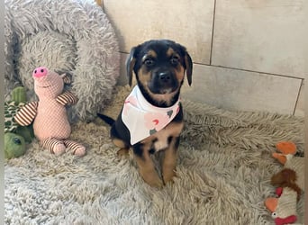 Welpe Chip Nr. 264199 - wer verliebt sich in die kleine Maus und schenkt ihr ein tolles Zuhause?