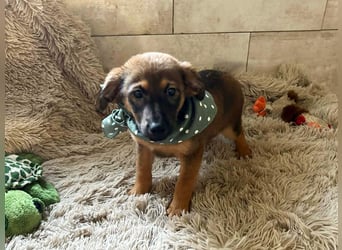 Welpe JAGO - ich träume von einem liebevollen Zuhause...