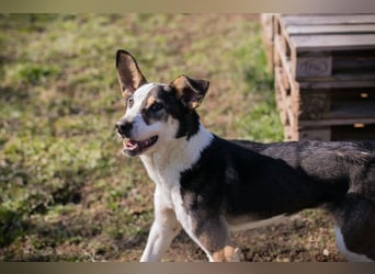 JIM - der neugierige, aktive und junge Rüde freut sich auf tolle Abenteuer mit seinen Menschen