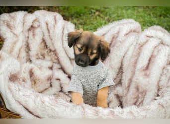 Welpe ARNIE - ich freue mich auf tolle Abenteuer mit meiner Familie!