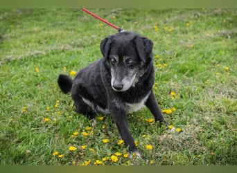 ROLFI - der liebe und zugängliche ältere Rüde sucht ein tolles Zuhause