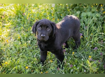 Welpe Chip-Nr. 256531 - ich freue mich darauf, mit meinen Menschen die Welt zu entdecken!