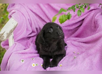 Welpe LOTTI - das goldige kleine Mädchen mit den Kulleräuglein sucht ein liebevolles Zuhause!