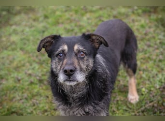 Chip-Nr. 271455 - ich  freue mich darauf, mit meinen Menschen die Welt zu entdecken!