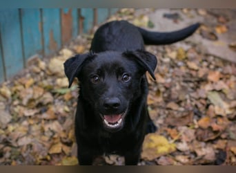 BARNEY - black is beautiful - ich träume von tollen Abenteuern mit meinen Menschen