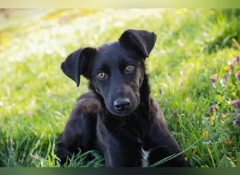 Welpe Chip-Nr. 258412 - lernnen, kuscheln, spielen - wer schenkt mir ein Zuhause?