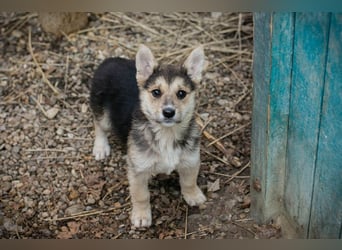 Welpe RUBY - wenn ich groß bin möchte ich eine richtige Familienhündin sein!