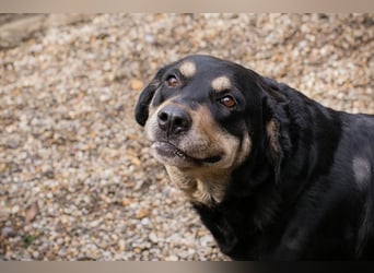 JAX - wer zeigt dem gemütlichen, zugänglichen und braven Rüden, wie schön das Leben sein kann?