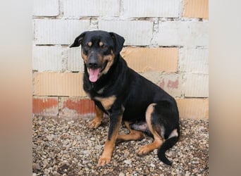 MARLEY - ich suche ein tolles Zuhause!