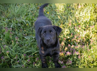 Welpe Chip-Nr. 267753 - wer schenkt mir sein Herz und ein Für-Immer Zuhause?