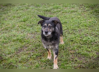 Chip-Nr. 271455 - ich  freue mich darauf, mit meinen Menschen die Welt zu entdecken!