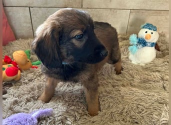 Welpe WILLI - der süße Rüde freut sich darauf, mit seinen Menschen die Welt zu entdecken!