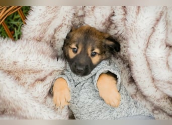 Welpe ARNIE - ich freue mich auf tolle Abenteuer mit meiner Familie!