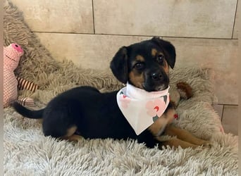 Welpe Chip Nr. 264199 - wer verliebt sich in die kleine Maus und schenkt ihr ein tolles Zuhause?