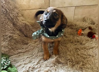 Welpe JAGO - ich träume von einem liebevollen Zuhause...