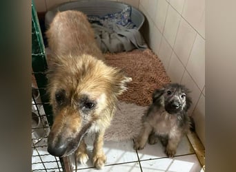 Welpe NIKI - wer schenkt mir sein Herz und ein liebevolles Zuhause?