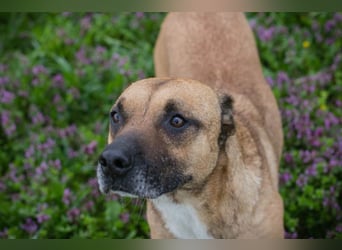 BERTA - neugieriger Balljunkie mit kleinem Handicap sucht Menschen mit Hundeerfahrung