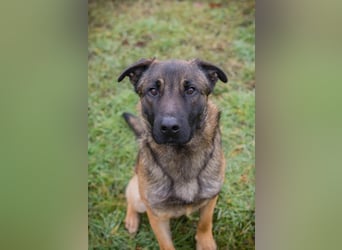 MARLI - der aktive, aufgeschlossene Rüde wartet sehnsüchtig auf eine eigene Familie!