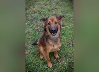 ANDREAS - der aktive und verspielte, liebe Hundemann sucht ein tolles Für-Immer Zuhause!