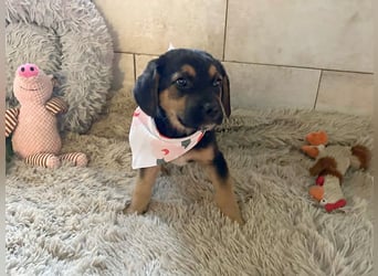 Welpe Chip Nr. 264199 - wer verliebt sich in die kleine Maus und schenkt ihr ein tolles Zuhause?