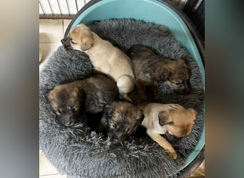 Welpe Chip-Nr. 266138 - wenn ich groß bin möchte ich ein richtiger Familienhund sein!