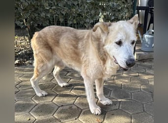 NOBBY - der herzensgute Senior wünscht sich noch ein liebes Zuhause und ein warmes Körbchen...