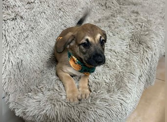 Welpe Chip-Nr. 256522 - der kleine Mann träumt von tollen Abenteuern mit seinen Menschen