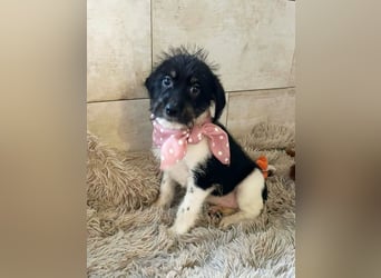 Welpe Chip-Nr. 275733 - ich bringe eine große Portion Leben und Frohsinn in dein Zuhause!