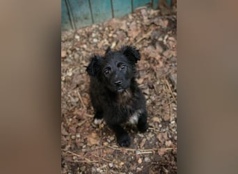 Welpe Chip-Nr. 271729 - das süße Mädel bringt ein große Portion Leben und Frohsinn in ihr Zuhause!