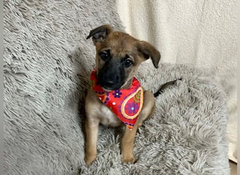 Welpe Chip-Nr. 273268 - welche liebe Familie zeigt mir, wie schön ein Hundeleben sein kann?