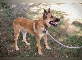 Chip 289818 - Junger Mann sucht ein aktives Zuhause