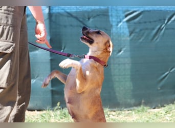 ROXY - die ausgeglichene, gesellige Hündin möchte DEIN Herz erobern!