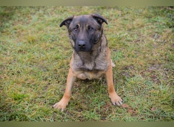 MARLI - der aktive, aufgeschlossene Rüde wartet sehnsüchtig auf eine eigene Familie!