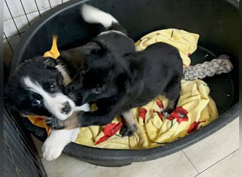 Welpe MILA - kuscheln, lernen, spielen - wer schenkt mir ein tolles Für-Immer Zuhause?