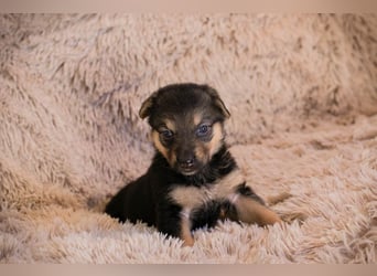 Welpe TWIX - wer verliebt sich in die kleine Maus und schenkt ihr ein liebevolles Zuhause?