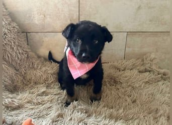 Welpe MIRA - na, kleines Mädchen, heute schon geknuddelt?