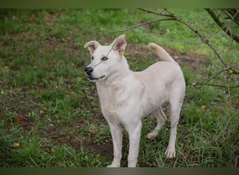 PAULO - der verspielte und zugängliche Hundemann freut sich auf sein eigenes Zuhause!