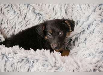 Welpe FLORI - ich träume davon, mit meinen Menschen die Welt zu entdecken!