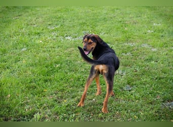 RICO - der aktive und lernwillige Rüde sucht eine unternehmungslustige Familie