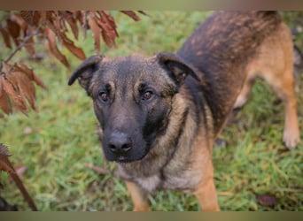 MARLI - der aktive, aufgeschlossene Rüde wartet sehnsüchtig auf eine eigene Familie!